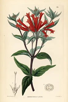 Drake Gallery: Firecracker bush, Bouvardia ternifolia