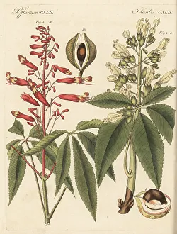 Carl Bertuch Prints: Firecracker plant and common buckeye