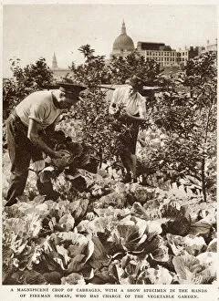 Images Dated 14th May 2021: Firemens Farm in the Heart of the City WWII