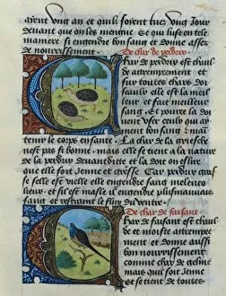 Ajuda Gallery: FIRENZE, Aldebrando da. Treaty of Medicine, 1356