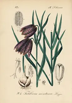 Firespike fritillary, Fritillaria montana