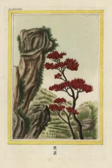 Enluminee Gallery: Firethorn, Pyracantha atalantioides
