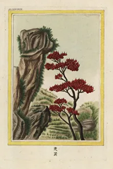 Enluminee Gallery: Firethorn, Pyracantha atalantioides