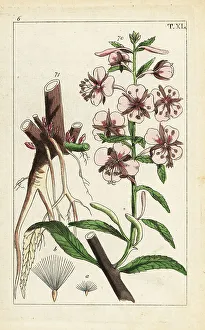 Pomology Prints: Fireweed, Epilobium angustifolium