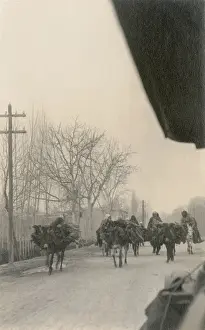 Mules Prints: Firewood vendors on the road in Damascus, Syria