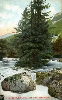 Llanrwst Prints: The Firs, Pont-y-Pair, Conwy