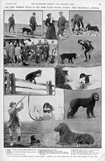 Images Dated 20th November 2018: The first Irish Water Spaniel club trials, 1908