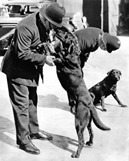 Accompany Gallery: First Metropolitan Police-Dogs