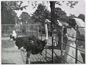 Fenced Prints: The first ostrich farm in Europe