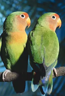 Fischers / Peach-faced Lovebirds - Hybrid