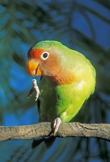 Fischers / Peach-faced Lovebirds - Hybrid. Ekaterinburg Zoo, Russia. Latin Agapornis fischeri & Agapornis rosiecollis Fischers / Peach-faced Lovebirds - Hybrid
