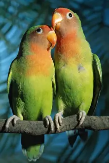 Fischers / Peach-faced Lovebirds - Hybrid