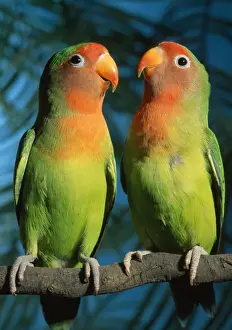 Fischers / Peach-faced Lovebirds - Hybrid