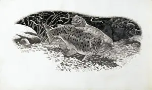 Under Water Prints: A fish
