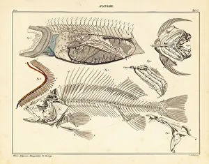 Circulation Prints: Fish anatomy showing skeleton, gills, etc