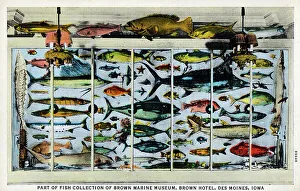 Fish Collection, Brown Marine Museum, Des Moines, Iowa