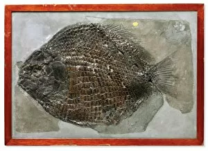 United Kingdom Collection: Fish Dapedium