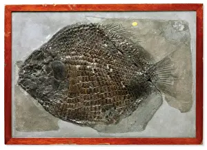 Treasures Prints: Fish Dapedium