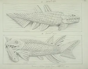 Waterhouse Prints: Fish design
