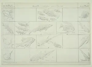 Fish design