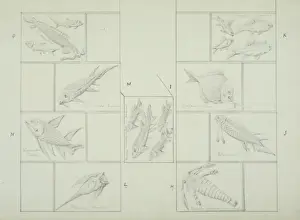 Fish design