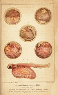 Growth Prints: Fish development, Atlantic salmon, Salmo salar