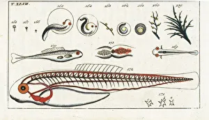 Larvae Collection: Fish development from spawn and juvenile anatomy