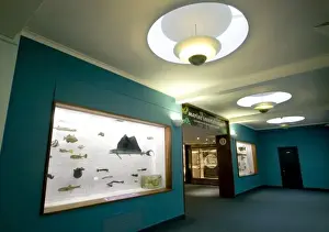 Fish on display at the Natural History Museum