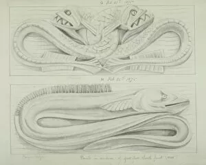 Anguilliform Gallery: Fish and eel design