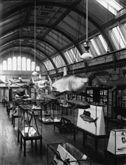 Black And White Prints: Fish Gallery, 1935, the Natural History Museum