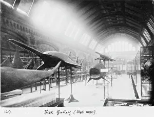 Natural History Museum Collection: Fish Gallery, September 1890