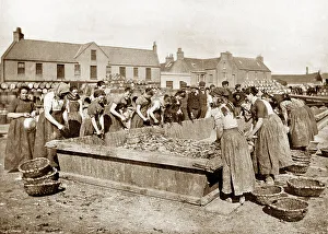 Fish girls gutting herring in Stornoway, Victorian period