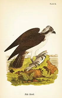 Fish hawk or osprey, Pandion haliaetus