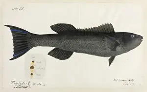 Fish illustration