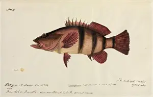 Fish illustration