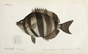 Fish illustration
