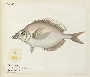Fish illustration