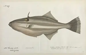 Fish illustration