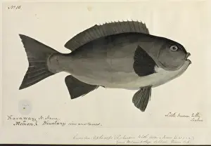 Fish illustration