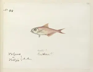 Fish illustration