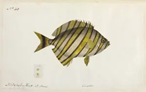 Fish illustration