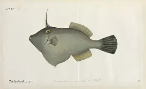 Fish illustration