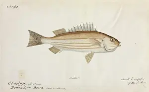 Fish illustration