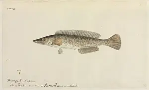 Fish illustration by Robert Neill