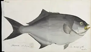 Fish illustration by Robert Neill
