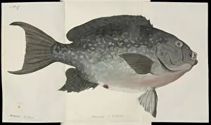 Fish illustration by Robert Neill