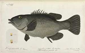 Fish illustration by Robert Neill