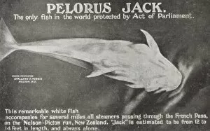 Accompanies Gallery: Fish - Pelorus Jack - New Zealand