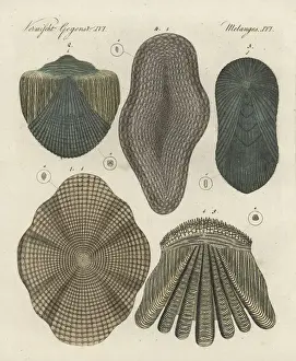 Perch Prints: Fish scales of cod, gudgeon, tench, eel and perch