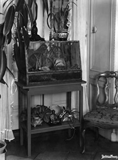 Aquariums Collection: FISH TANK